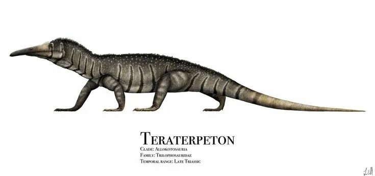 Тератерпетон: иллюстрация + информация.