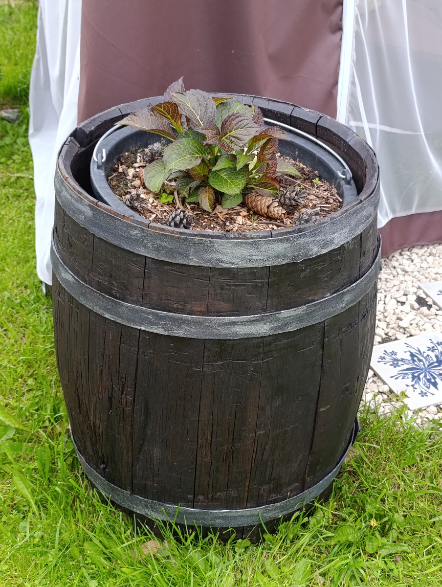 Гортензия Темный Ангел.