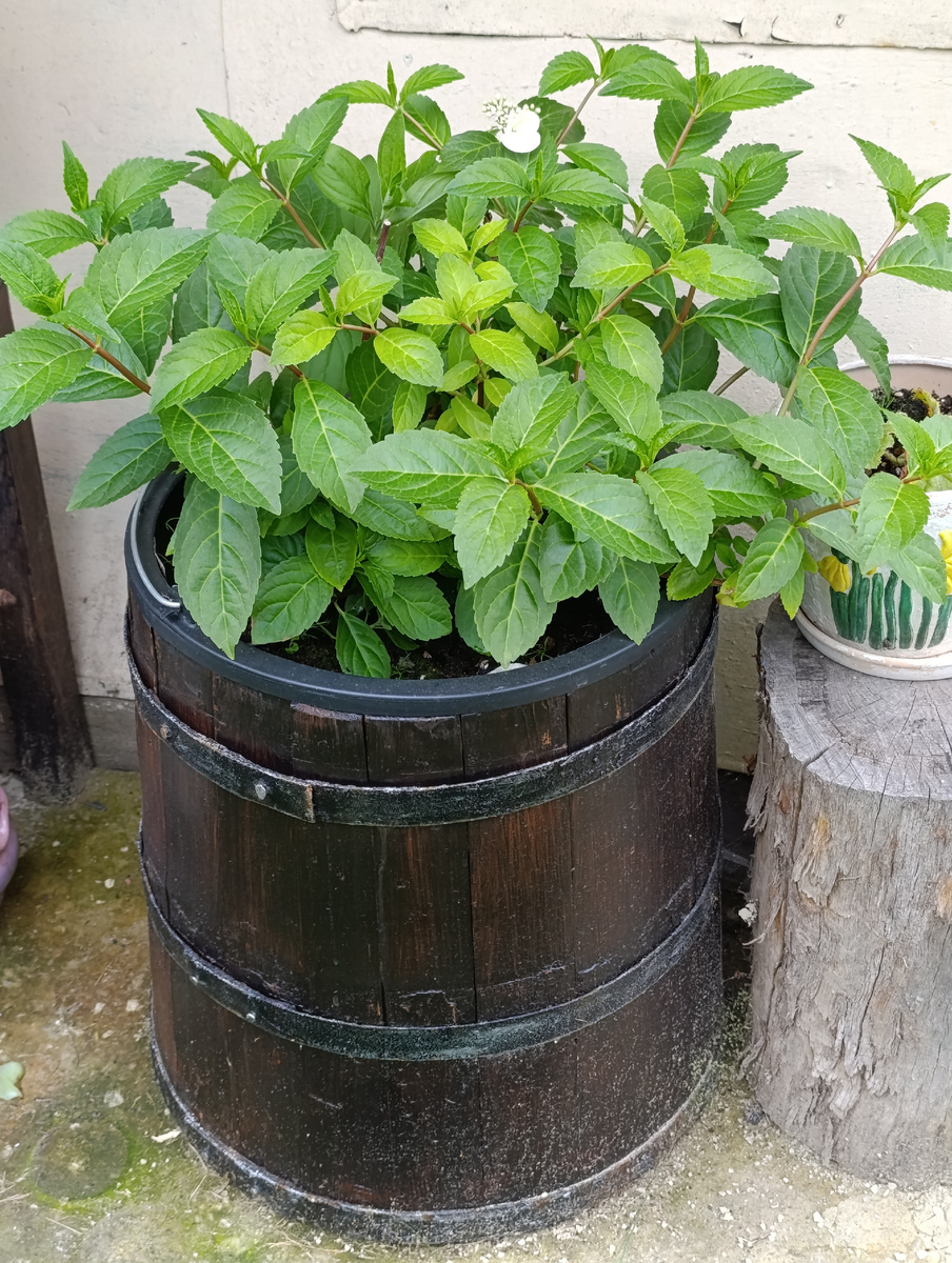 Гортензия Сбежавшая невеста 