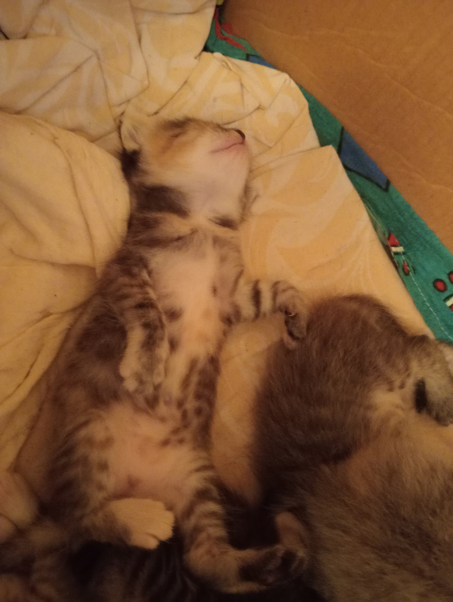 Лапочки мои!❤️