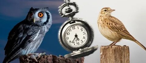 Фотографии взяты из открытых источников