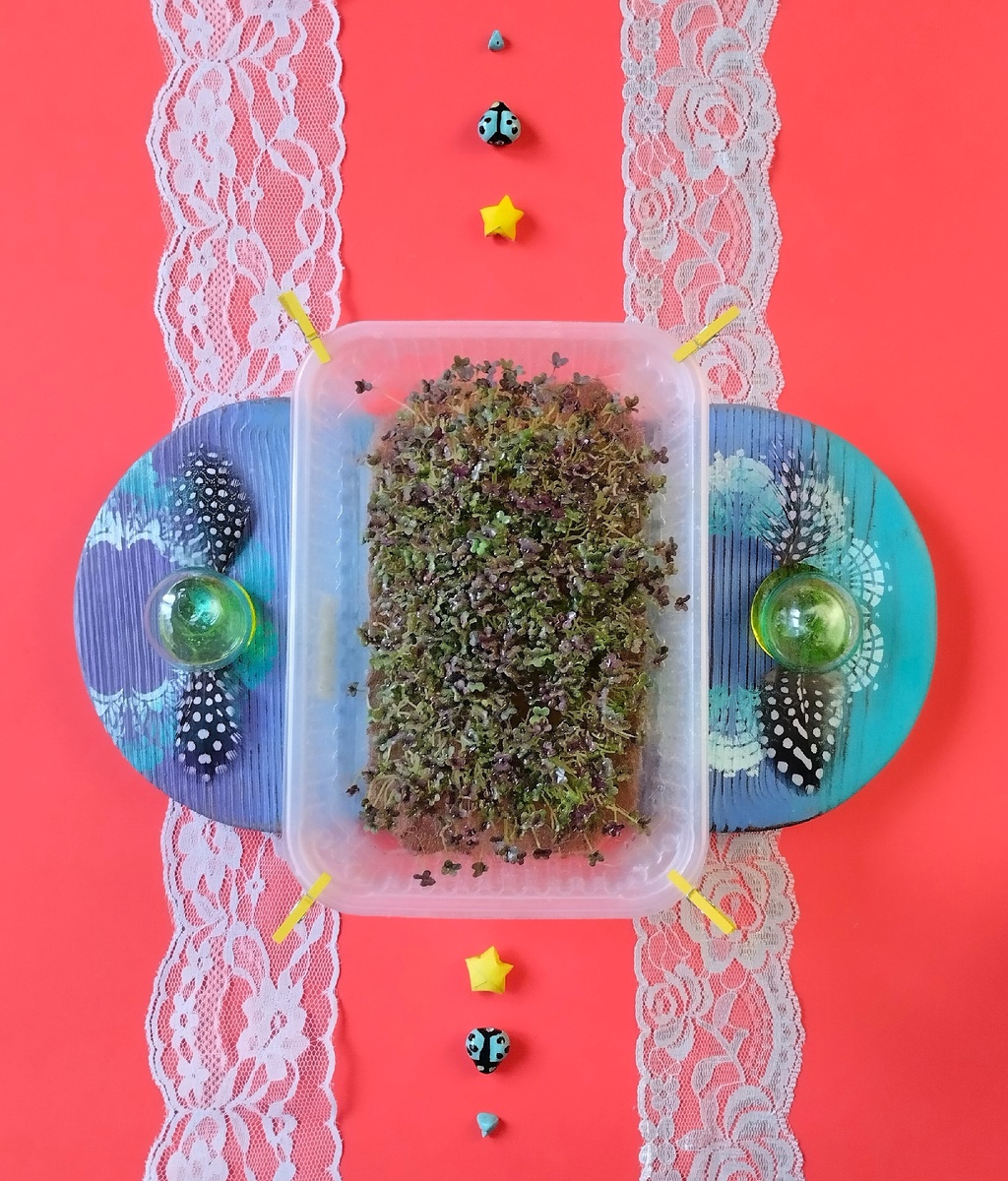 Мизуна микрозелень.