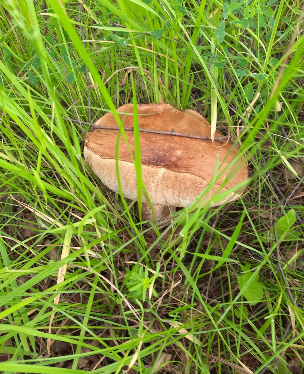 Старый подберезовик. Фото автора 