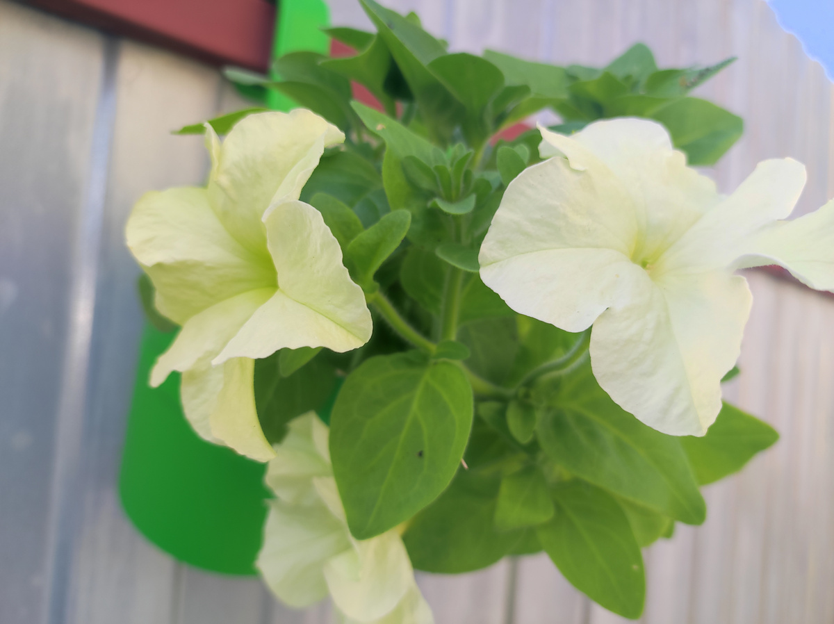 Фото автора, петуния гибрид Грандифлора лимбо джи пи еллоу лайм, начало июля 2025 года