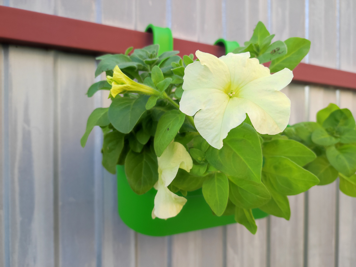 Фото автора, петуния гибрид Грандифлора лимбо джи пи еллоу лайм, начало июля 2025 года
