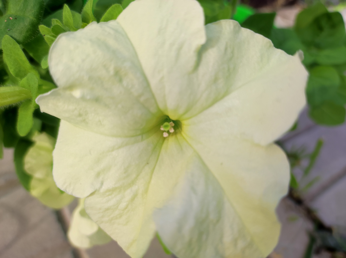 Фото автора, петуния гибрид Грандифлора лимбо джи пи еллоу лайм, начало июля 2025 года