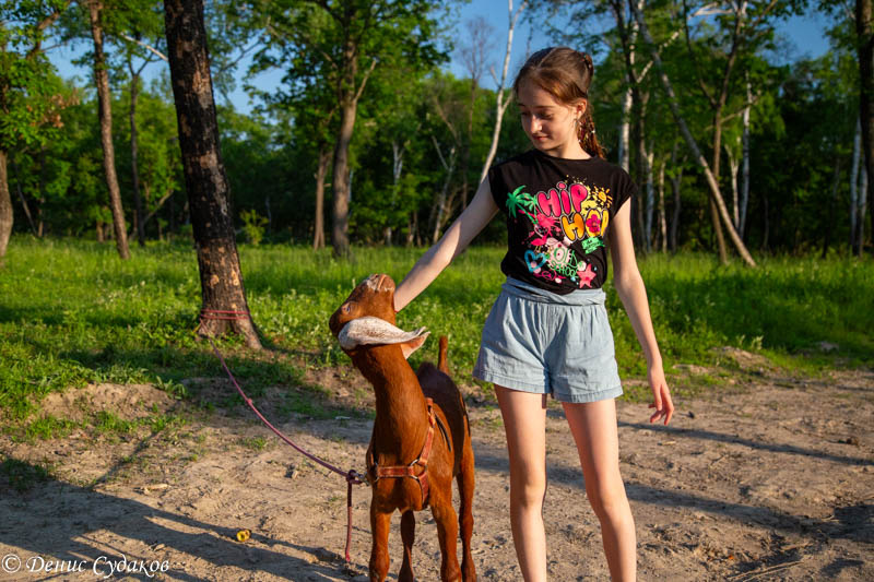 Нубийский козлик