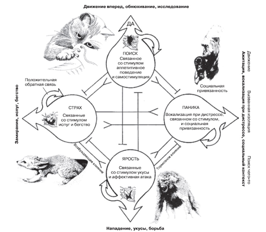 Четыре основных эмоциональных системы млекопитающих показаны вместе с базовыми формами поведения. ДА — дофамин. (Источник: Panksepp, 1998.)