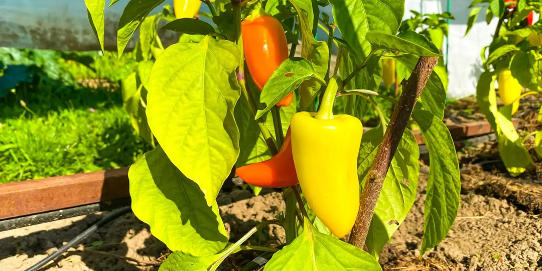 Чем подкормить перец в июле, чтобы в августе кусты ломились от урожая (5 лучших подкормок)