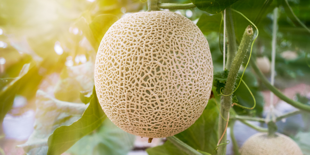 Что надо делать, чтобы арбузы и дыни созревали вовремя