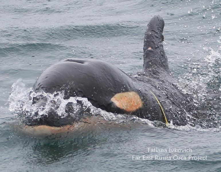 Фото: Детёныш косатки в пластиковой петле / Татьяна Ивкович / FEROP