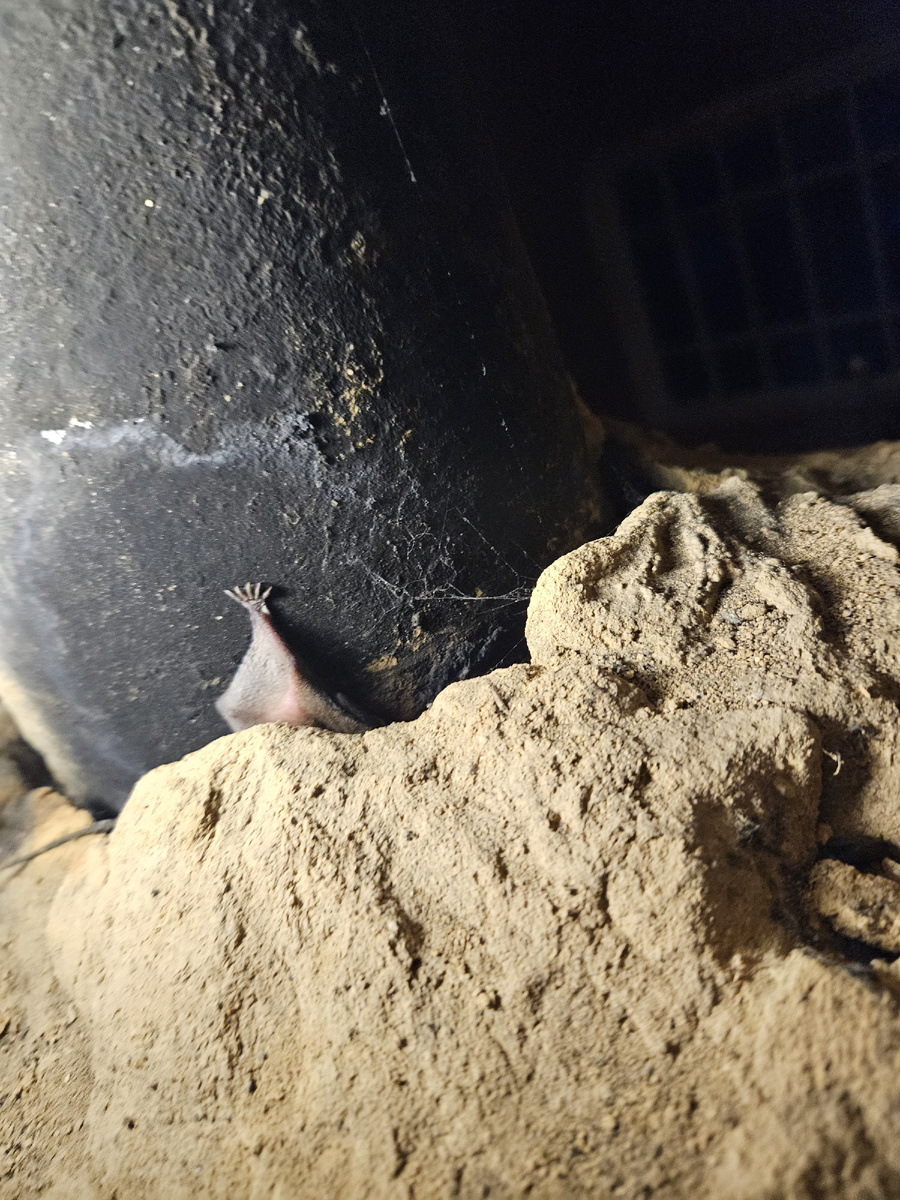 Лапка летучей мыши... 