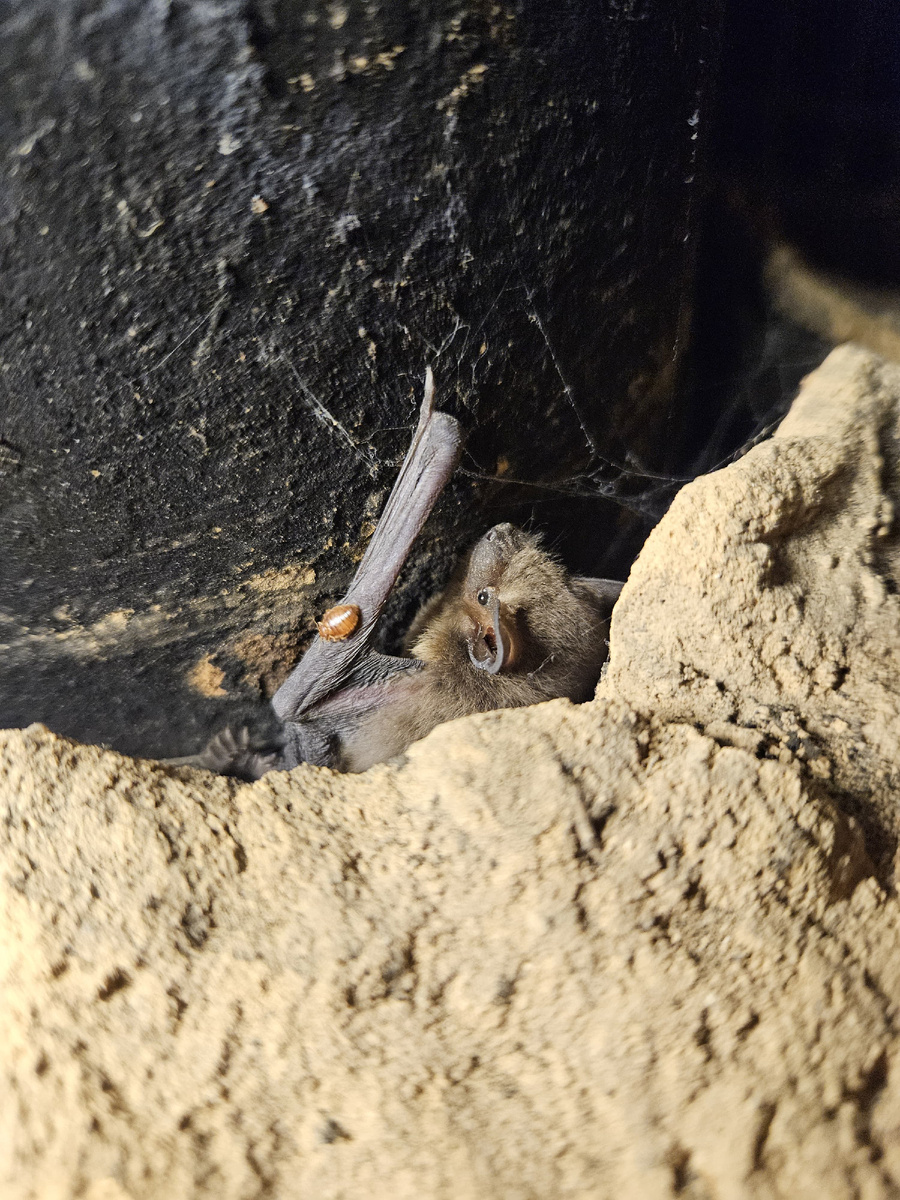 Летущая мышь! 