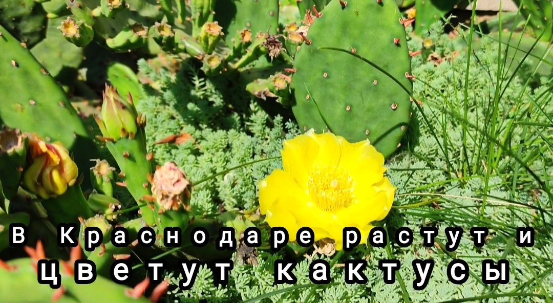 🌵🌸🌵🌸🌵🌸🌵