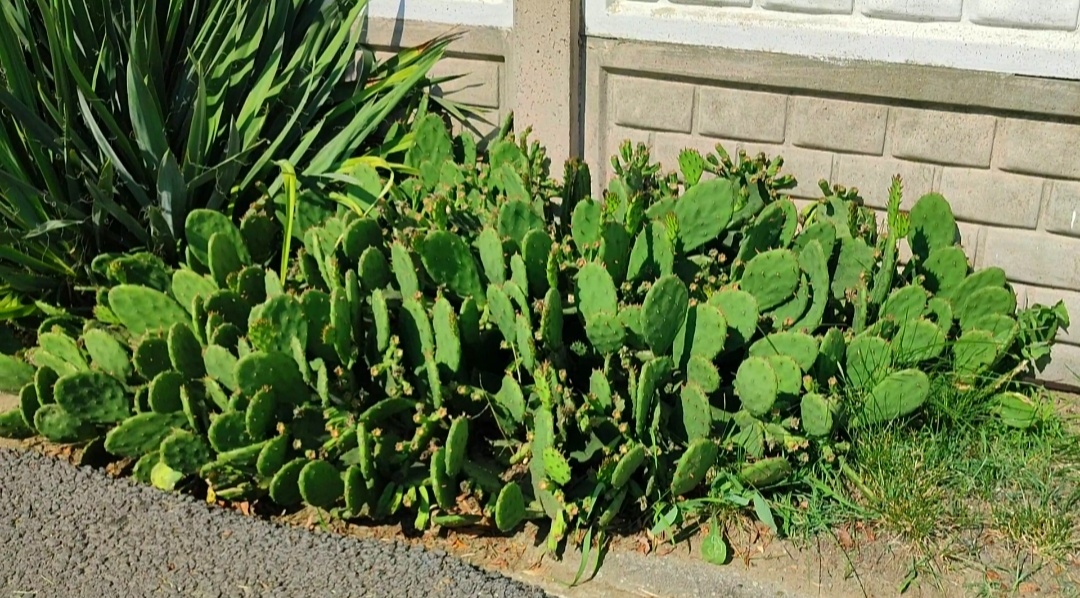 🌵🌸🌵🌸🌵🌸🌵