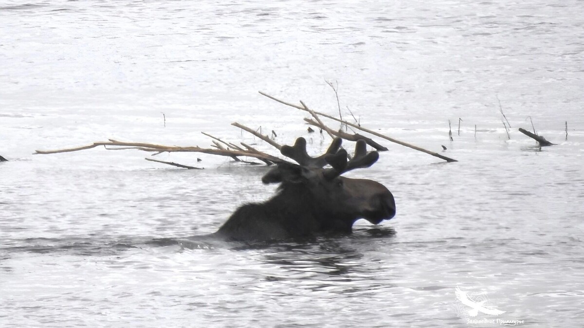     Источник: Заповедник «Комсомольский»