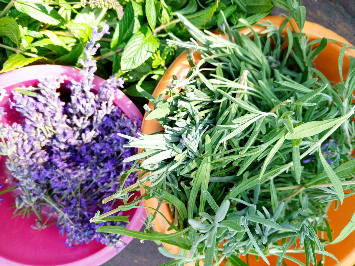 Лаванда, цветы и листья