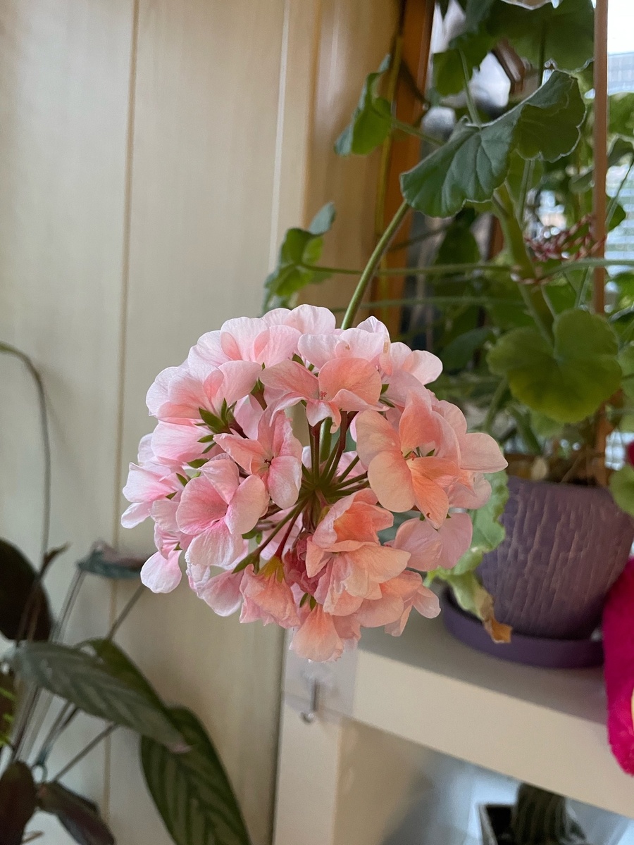    Для цветения герани - обязательно: 1 щепотка в воду - и бутоны лезут как угорелые. Важная подкормка для пеларгонии