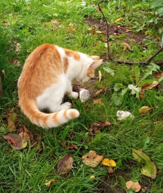 Мурзик ( фото автора ) 