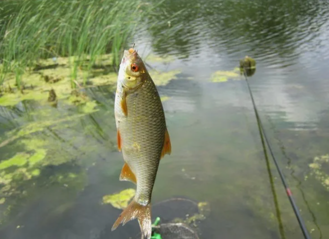 Ловля плотвы на мотыля летом — неожиданно рабочая схема