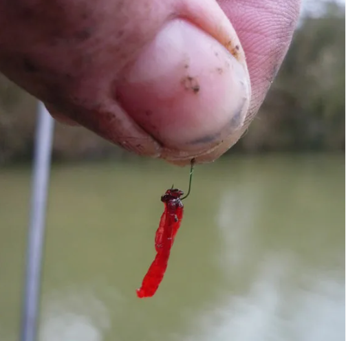 Мотыль на рыболовном крючке. Источник фото kasheloff.ru