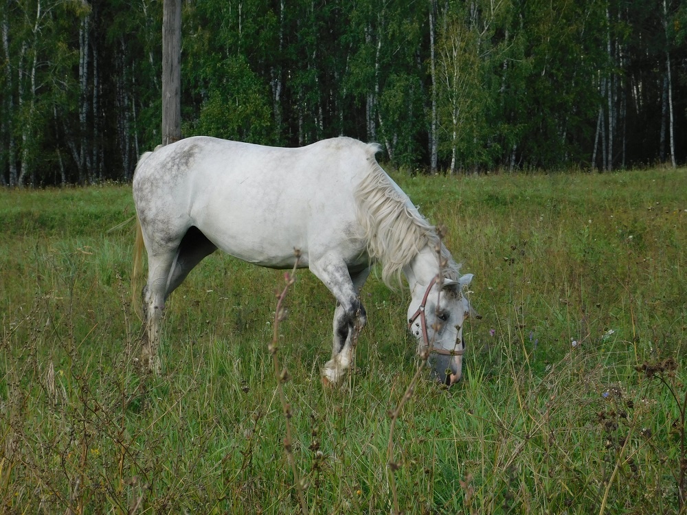    Июль. Фото из архива редакции