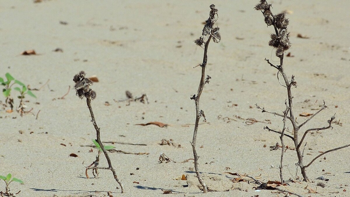     Источник: 1MI