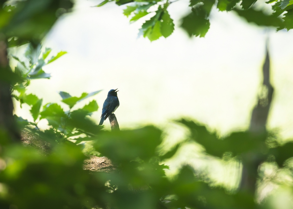 Синяя мухоловка