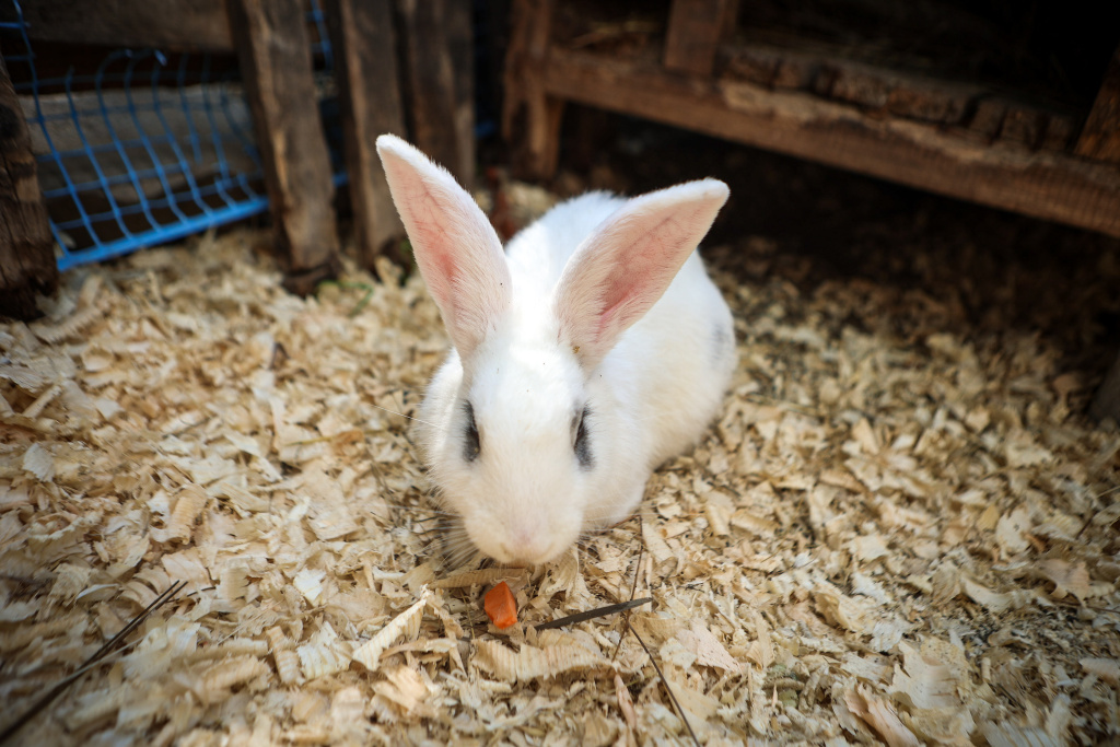 Фото: Ростислав Нетисов, nsknews.info