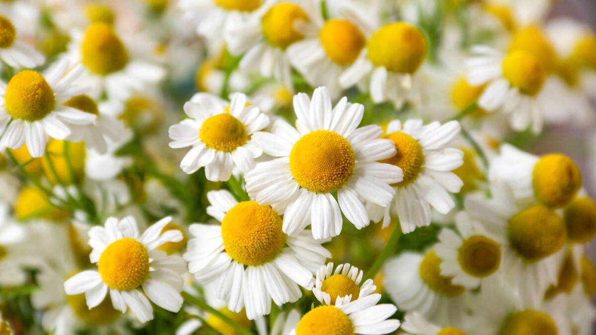    Фото: Olesya Myzzz/Shutterstock/Fotodom