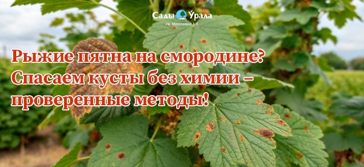 Рыжие пятна на смородине? Спасаем кусты без химии – проверенные методы!