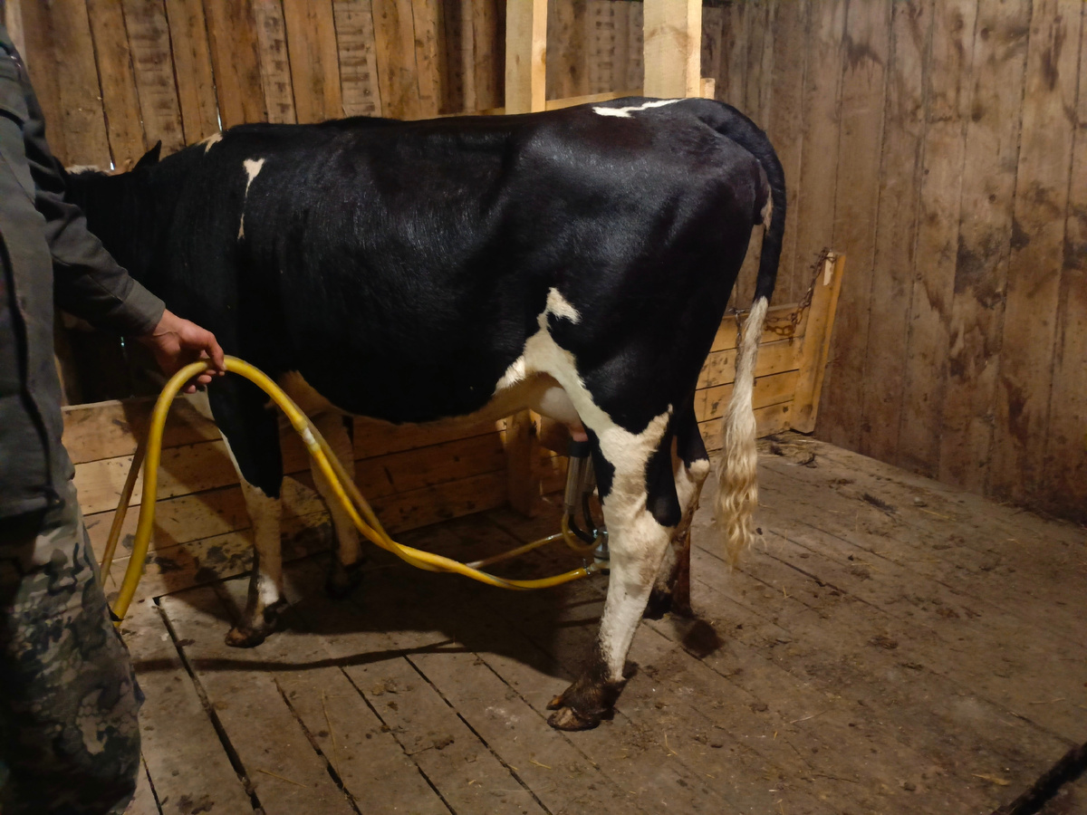 Спокойная коровка. Ттт 👍