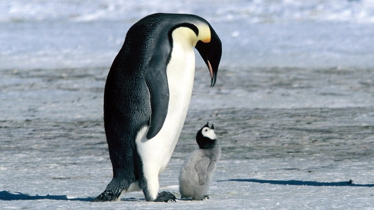 Фото с сайта: https://play.google.com/store/movies/details/