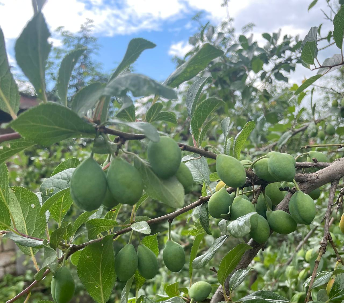 Эта слива собралась плодоносить впервые за 15 лет