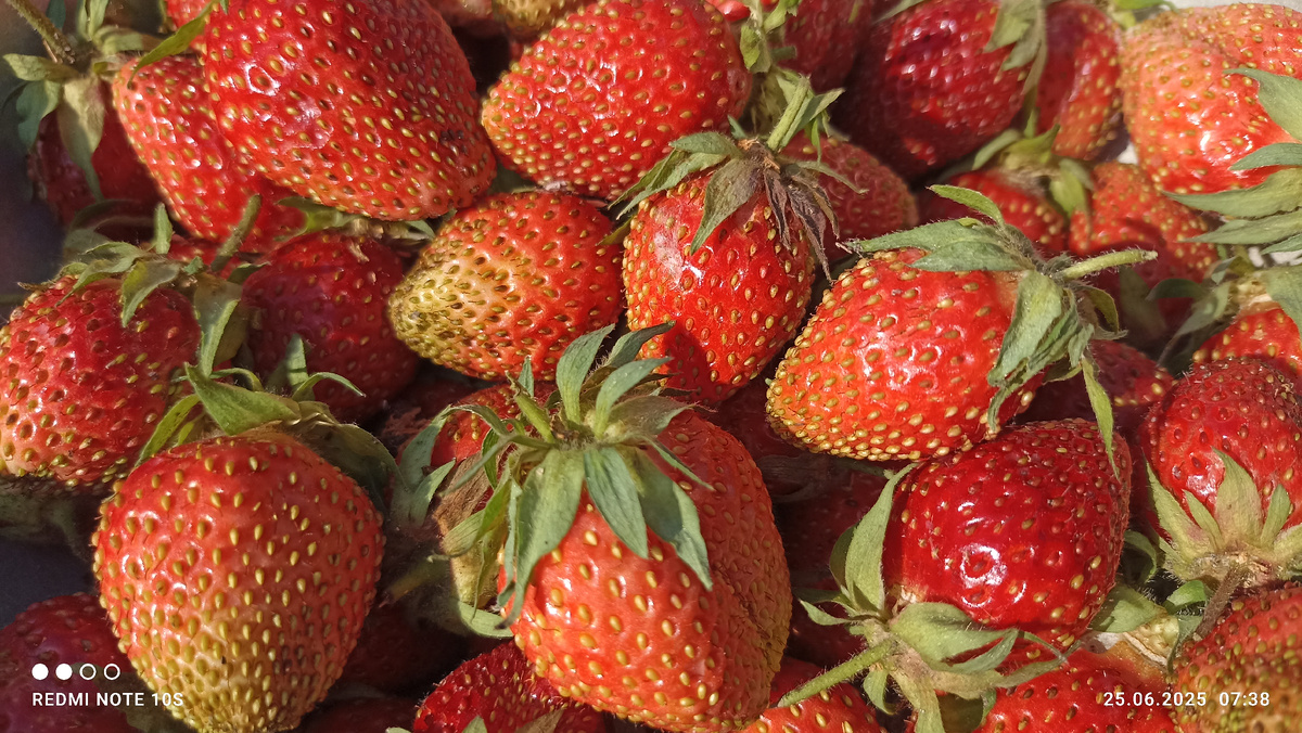 Ягоды клубники с нашей грядки. Фото автора.