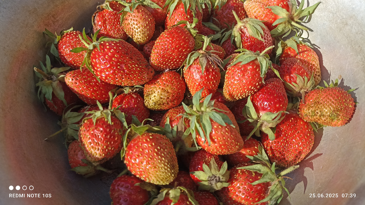 Клубника с нашего огорода. Фото автора.