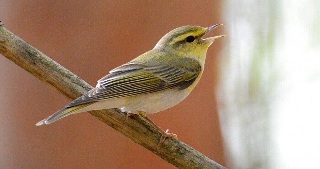 Редкие пеночки-трещотки отмечены орнитологами Тюменской области