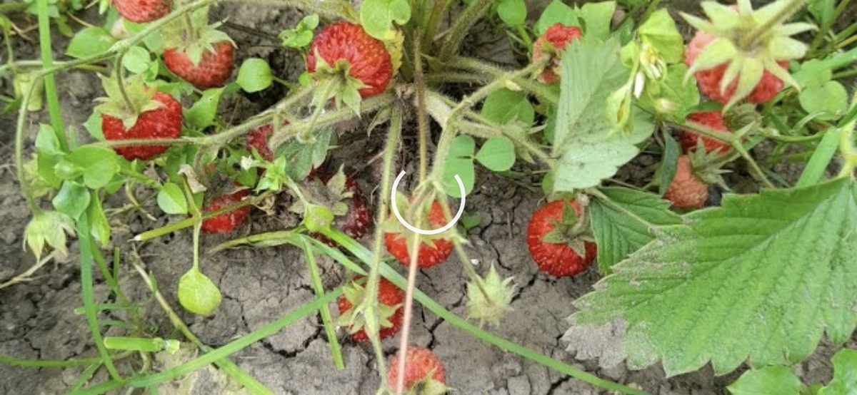 Это она только 4 года назад.