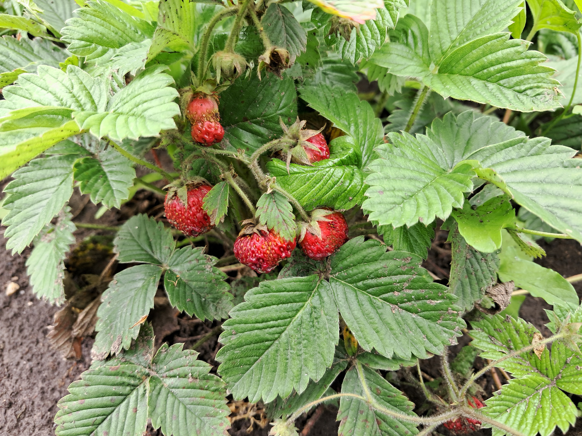 А это фото этого года.