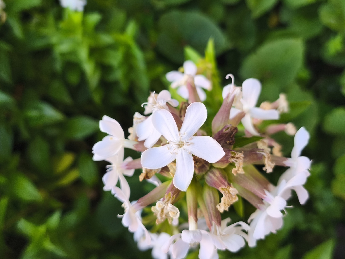 Соцветие мыльняки лекарственной