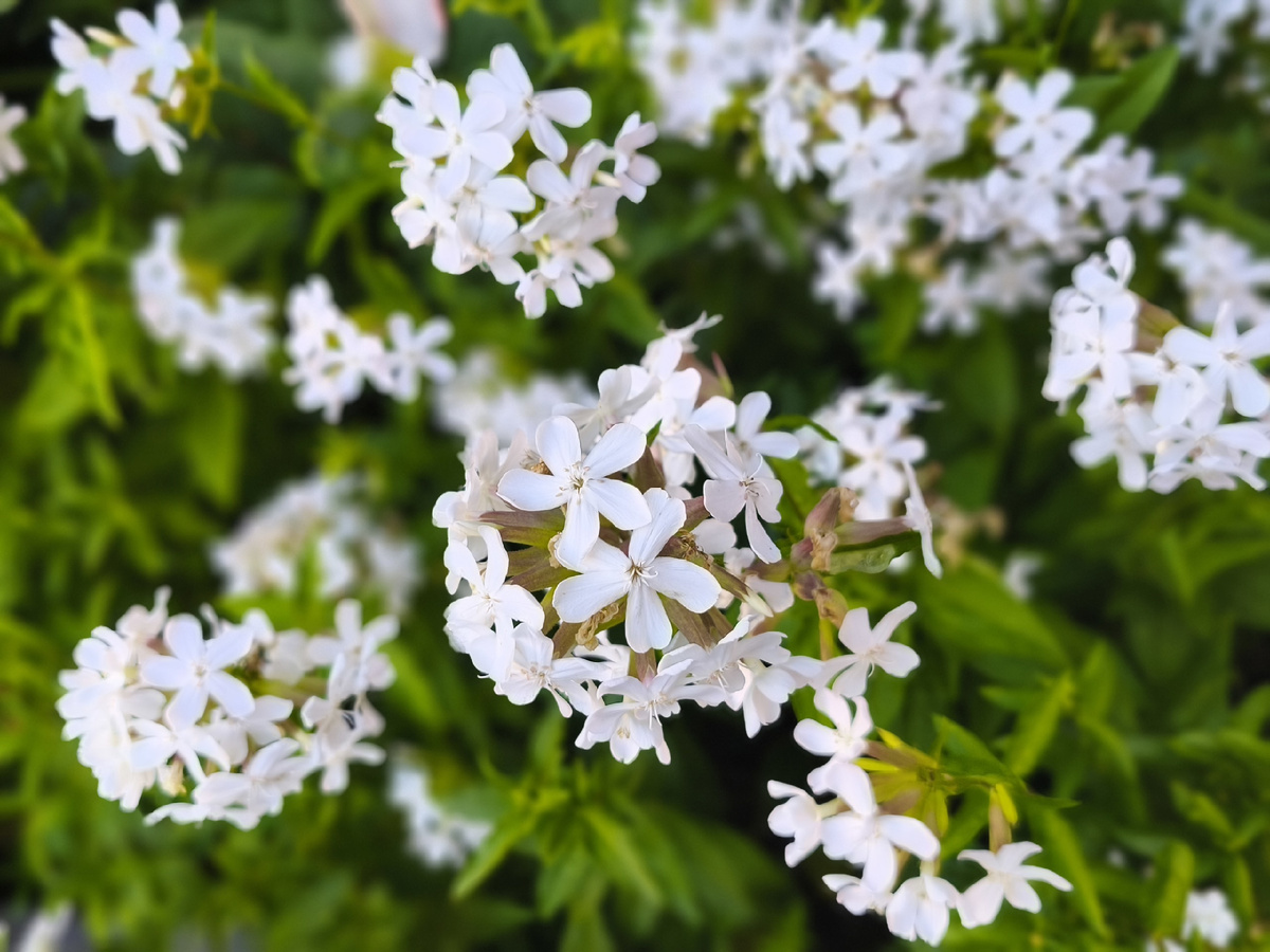 Мыльнянка лекарственная