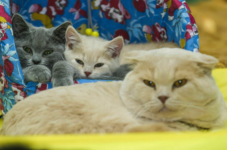   Игорь Самохвалов/ПГ