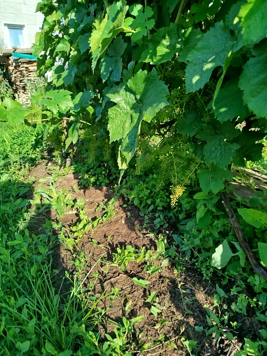 Алёшенькин.