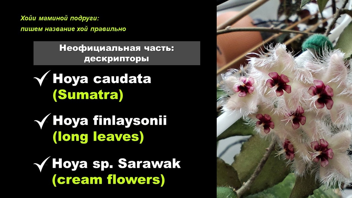 Хойи маминой подруги ©