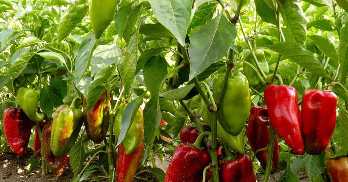 Такие плоды многие пожелают поскорее собрать с кустов в большом количестве