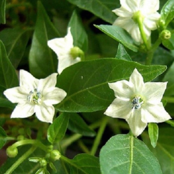 Обильное цветение — большой урожай