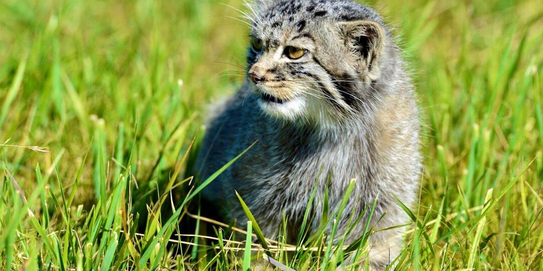 Детёныша манула Дашку нашли едва живой под вагончиком. Как степной котёнок навсегда покинул людей