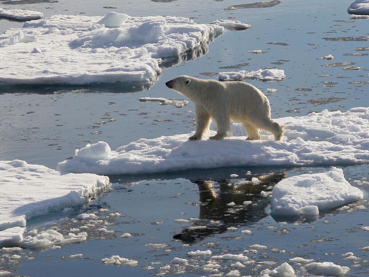    Белый медведь на льдине в Северном ледовитом океане© РИА Новости / Вера Костамо