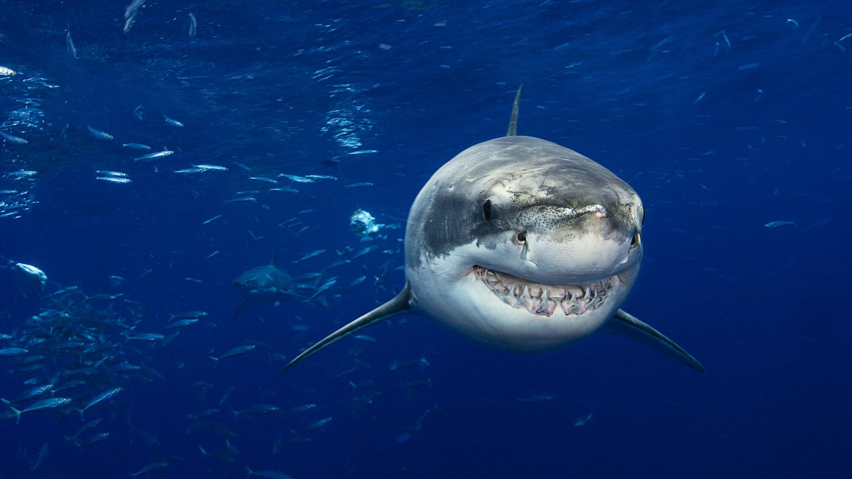    Фото: Getty Images