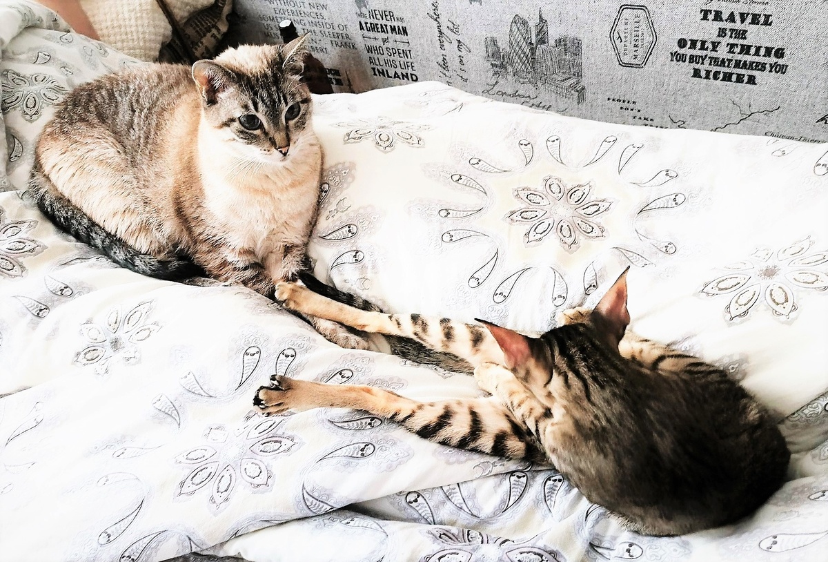 За фото Тайши и Умы благодарю Риту БАЛОБАНОВУ)